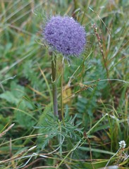 Sajanella monstrosa