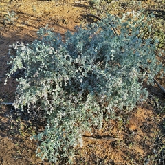 Chenopodium curvispicatum