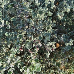 Chenopodium curvispicatum