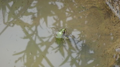 Pelophylax lessonae