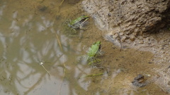 Pelophylax lessonae