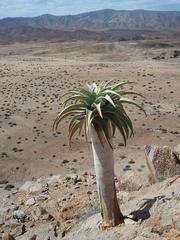 Aloidendron pillansii