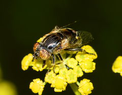 Eristalinus
