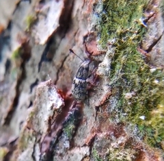 Plintheria