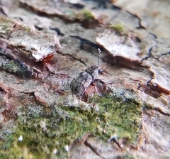 Plintheria