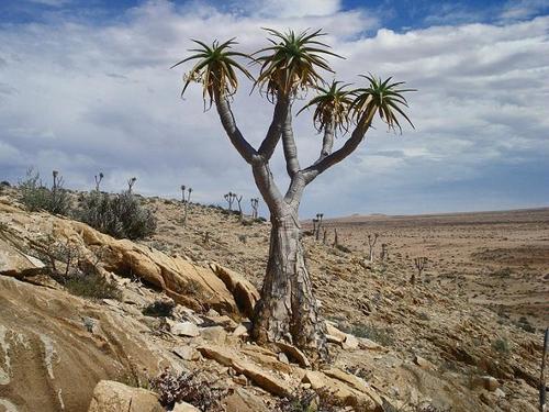 Giant Quiver Tree (Aloidendron pillansii) · iNaturalist