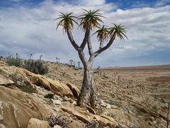 Aloidendron pillansii