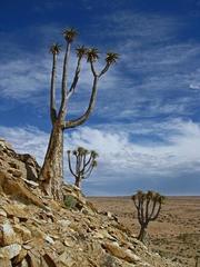 Aloidendron pillansii