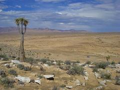 Aloidendron pillansii