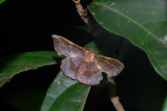Fascellina chromataria