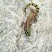 Microgecko persicus persicus - Photo (c) hossein_nabizadeh, algunos derechos reservados (CC BY-NC)