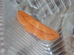 Thyrididae