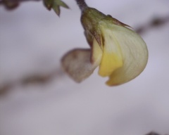 Aspalathus microphylla