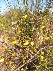 Aspalathus microphylla