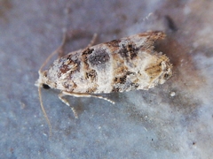 Lobesia botrana