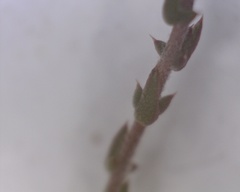 Aspalathus microphylla