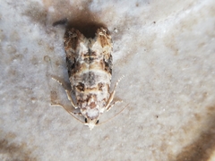 Lobesia botrana
