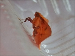 Thyrididae
