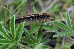 Malacosoma alpicolum