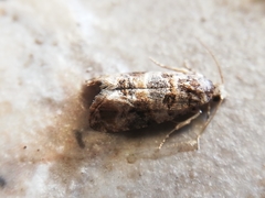 Lobesia botrana
