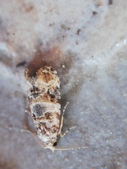 Lobesia botrana