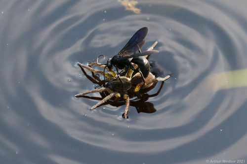 Anoplius depressipes (Anoplius depressipes)