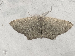 Cyclophora pendularia