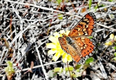 Euphydryas desfontainii