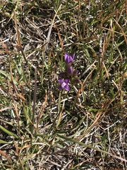 Gentianella campestris