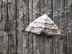 Perizoma parallelolineatum