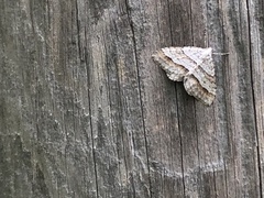 Perizoma parallelolineatum