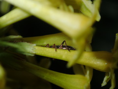 Lemidia