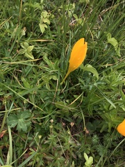 Crocus scharojanii