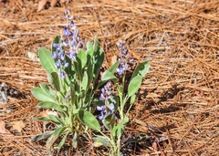 Lupinus diffusus