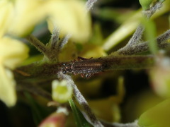 Lemidia