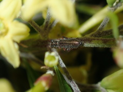 Lemidia