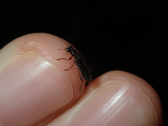 Lemidia
