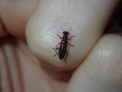 Lemidia