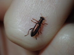 Lemidia