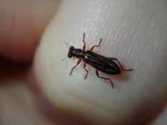 Lemidia