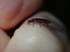 Lemidia