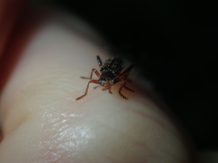 Lemidia