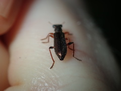 Lemidia