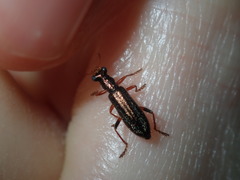 Lemidia