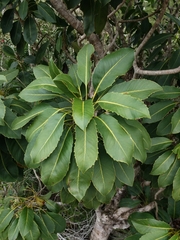 Myodocarpus