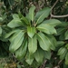 Myodocarpus vieillardii - Photo (c) juju98, alguns direitos reservados (CC BY-NC), uploaded by juju98