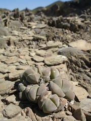 Gibbaeum dispar