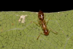 Colobopsis macrocephala