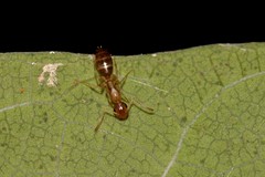 Colobopsis macrocephala