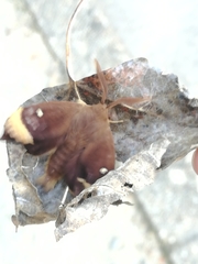 Lasiocampa quercus